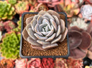 Echeveria 'Grouse' 2" Succulent Plant