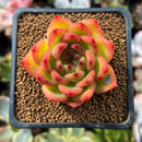 Echeveria Agavoides 'Chalstone' 2" Succulent Plant