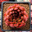 Echeveria Agavoides 'Dark Pamela' 2" Succulent Plant
