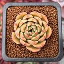 Echeveria 'Omphalos' 1"-2" Succulent Plant
