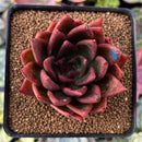 Echeveria Agavoides 'Victorator' 3" New Hybrid Succulent Plant