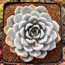 Echeveria 'Snow Bunny' 3" Powdery Succulent Plant