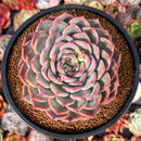 Echeveria 'Keralean' 4" Succulent Plant