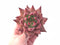 Echeveria Agavoides Sirius Extra Large Specimen 4” Rare Succulent Plant