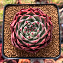Echeveria Agavoides 'Red Lance' 3"-4" Succulent Plant