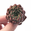 Echeveria Enita 1”-2” Rare Succulent Plant