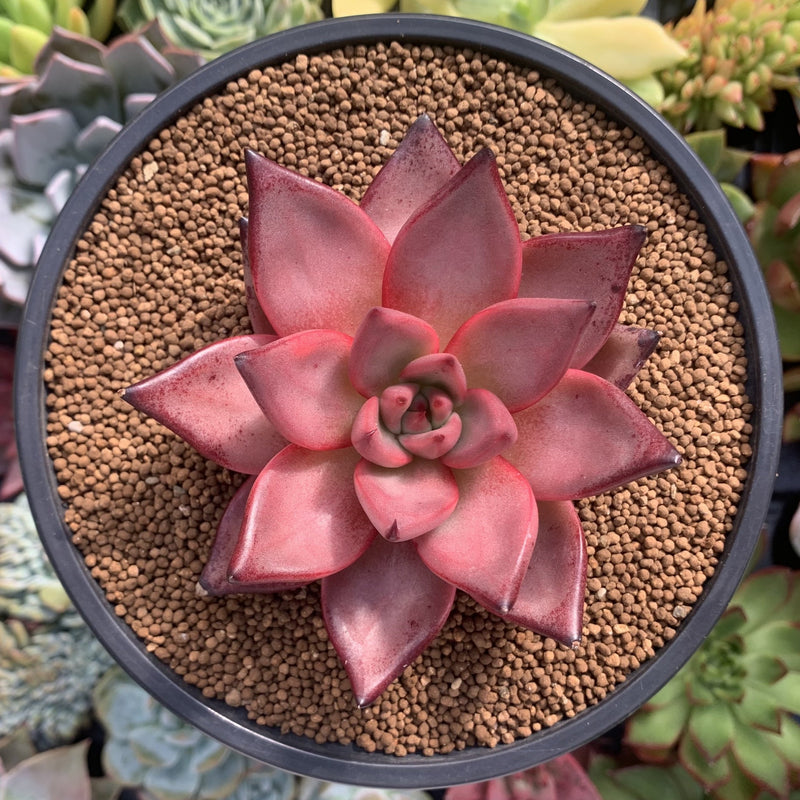 succulent romeo Echeveria Agavoides 'Romeo' 3"-4" Succulent Plant – True Succulents Plant  Co