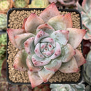 Echeveria 'Colorata' 3" Powdery Succulent Plant