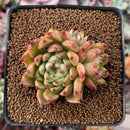 Echeveria Agavoides 'Sarabony' 2"-3" Cluster Succulent Plant