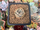 Echeveria 'Silonica' 1" New Hybrid Succulent Plant