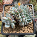 Echeveria 'Hosikage' Crested 3" Succulent Plant