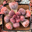 Echeveria 'Pagoda' 2-3" Succulent Plant