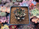 Echeveria 'Purpusorum' White Form 1" Succulent Plant