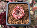 Echeveria 'Sarahime' x 'Indigo' Seed-grown Hybrid 1" Succulent Plant