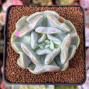 Echeveria 'Heart Angel' 2" Succulent Plant