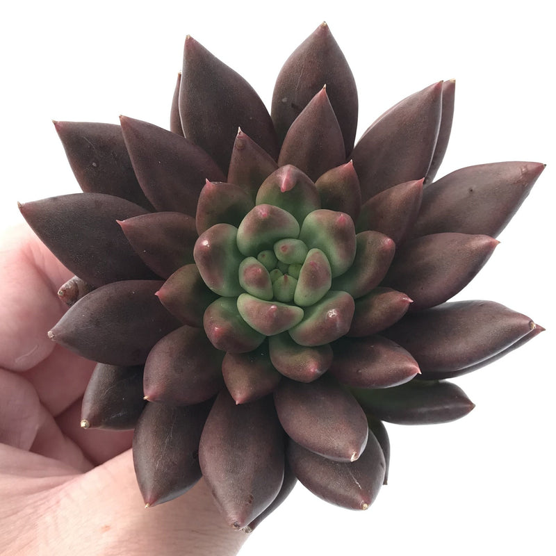 Echeveria Agavoides 'Shooting Star' 4" Selected Clone Succulent Plant