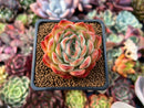 Echeveria 'Sinapol' 2" Succulent Plant