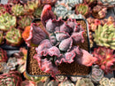 Echeveria 'Linguas' 3" Succulent Plant