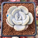 Echeveria 'Tiramisu' 1" Powdery Succulent Plant