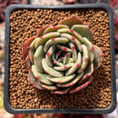 Echeveria 'Epley' 2" Succulent Plant