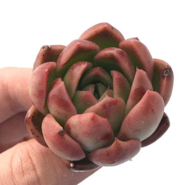 Echeveria Agavoides ‘Callisto’ 2” Rare Succulent Plant