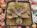 Graptoveria 'Fred Ives' Variegated 3" Rare Succulent Plant