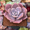 Echeveria 'Missing You' 2" Succulent Plant