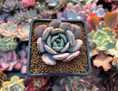 Echeveria 'Soulmint' 2" Succulent Plant