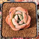 Echeveria 'Lemon Tree' 2" Succulent Plant
