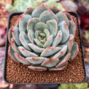Echeveria 'Paul Shay' 2" Succulent Plant