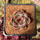 Echeveria 'Violet Cheese' 2" Succulent Plant