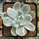 Echeveria 'Pastel' Variegated 3" Succulent Plant