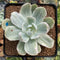 Echeveria 'Pastel' Variegated 3" Succulent Plant