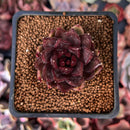 Echeveria Agavoides 'Nike' 1" Succulent Plant