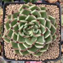Echeveria Agavoides 'Sarabony' 3"-4" Selected Clone Succulent Plant