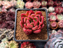 Echeveria Agavoides 'Abaresque' 2" Succulent Plant