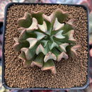 Echeveria 'Black Hawk' 2" Succulent Plant