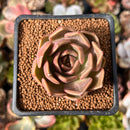 Echeveria 'Nocturnal' 1"-2" Succulent Plant