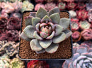 Echeveria 'German Champaign' 2" Succulent Plant