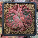 Echeveria sp. 3" Succulent Plant