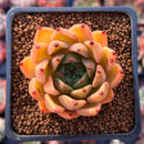 Echeveria Agavoides 'Sarabony' 2" (Seed Grown) Succulent Plant