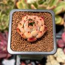 Echeveria 'Nomad' 1" Succulent Plant