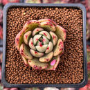 Echeveria Agavoides 'Padma' 2" Succulent Plant