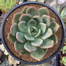 Echeveria 'Champaign' 3"-4" Succulent Plant