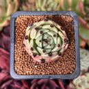 Echeveria Agavoides 'Black Cat' 1" Succulent Plant