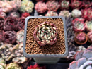 Echeveria Agavoides 'Black Cat' 1" Succulent Plant