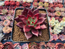 Echeveria Agavoides 'Luming' 2"-3" Succulent Plant