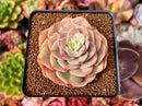 Echeveria 'Fun Queen' 2"-3" Succulent Plant