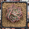 Echeveria Agavoides 'Painter' 2" Succulent Plant
