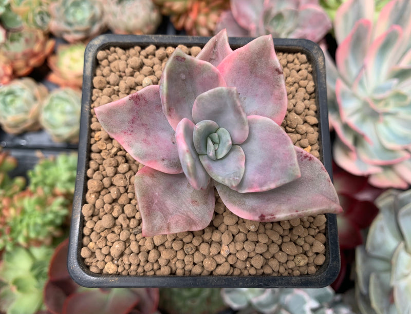 succulent graptopetalum Graptopetalum 'Bainesii' Variegated 2